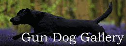 Gun Dog Gallery